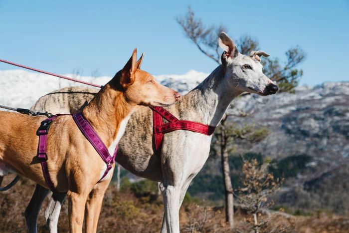 Пом'якшена шлея для собак Hurtta Casual harness ECO 80-90 Рожевий