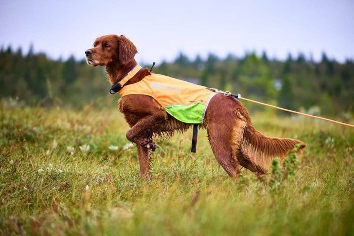 Повідець для собак Protector round long line Non-stop dogwear Помаранчевий 10 м