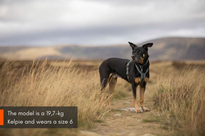 Шлейка для собак Line harness 5.0 Non-stop dogwear Зелений 7