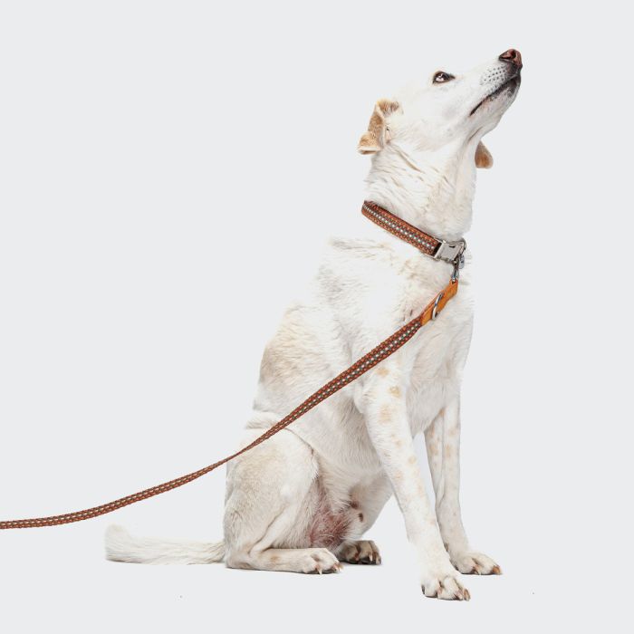 Повідець для собак Cloud7 Prater Коричневий L