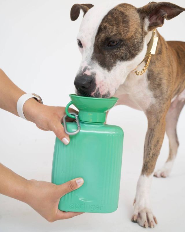 Пляшка-поїлка для собак Springland Зелений 1,3 л