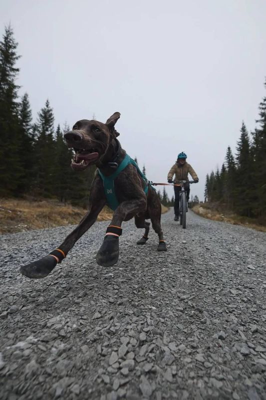 Черевики для собак Protector bootie Non-stop dogwear Чорний/Помаранчевий XS 4 Шт.