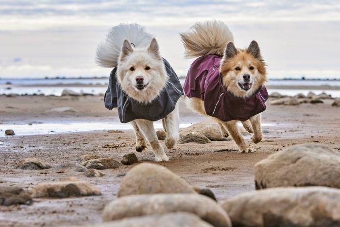 Дощовик для собак Hurtta Mudventure Coat ECO 45 Фіолетовий