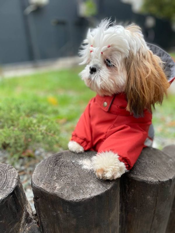 Сонечко комбінезон для собак дівчаток на силіконі S