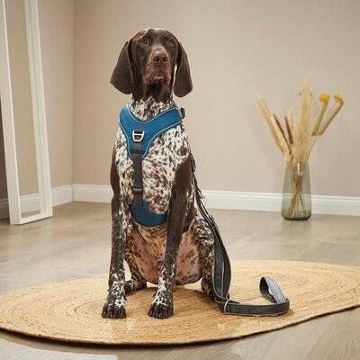 Шлейка для собак пом'якшена з ручкою Wolters Active Pro Comfort 4 55-65 см Синій