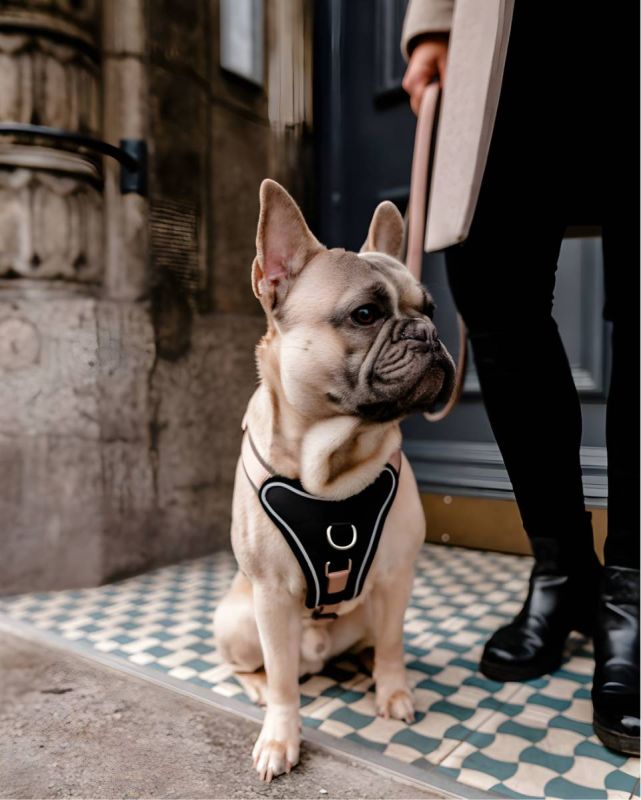 Шлейка для собак пом'якшена Wolters Professional Comfort 2 40-45 см / 25 мм Шампань