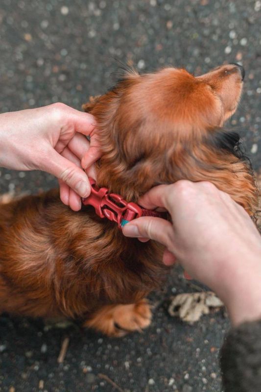 Нашийник для собак Trail quest collar Non-stop dogwear Бордовий із синім S