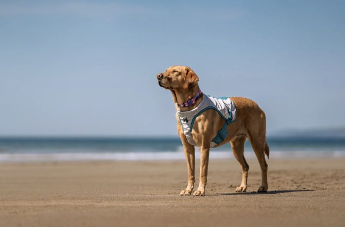 Охолоджуючий жилет для собак Cooling vest Non-stop dogwear Сірий M