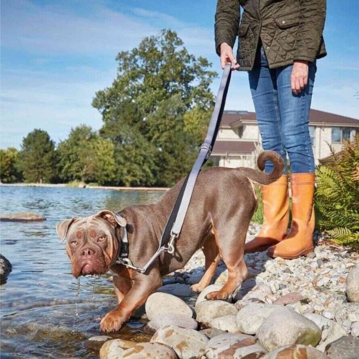 Нашийник для собак пом'якшений Wolters Professional Comfort 11 70-80 см / 45 мм Сріблястий