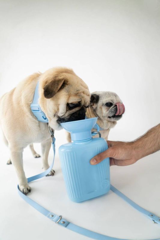 Пляшка-поїлка для собак Springland Блакитний 1,3 л