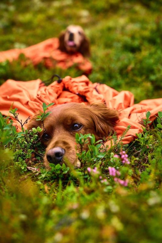 Спальний мішок для собак Bivvy bag Non-stop dogwear Помаранчевий M