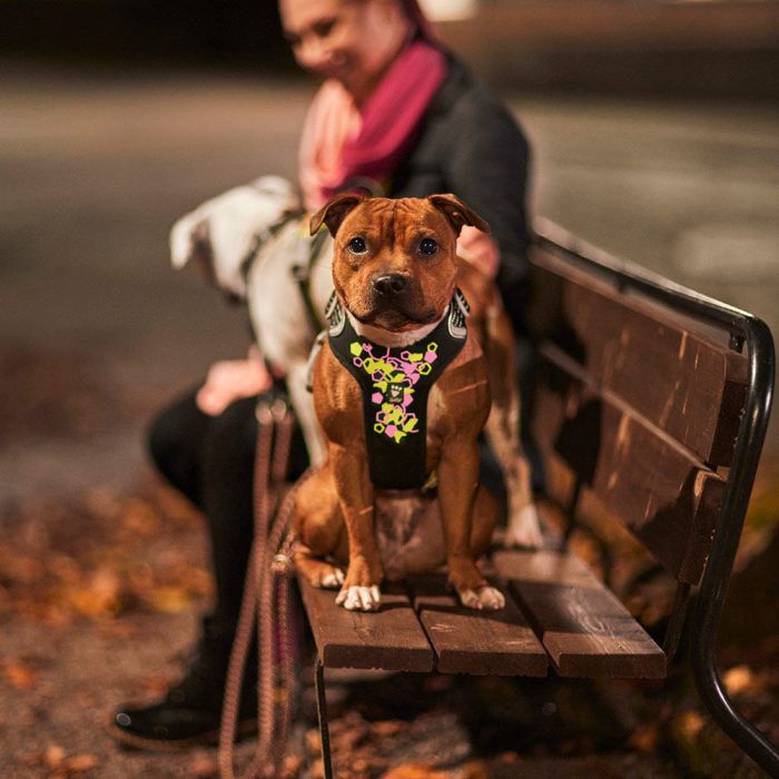 Шлейка пом'якшена для собак Hurtta Weekend Warrior Neon Harness II ECO Лакрична 65-80