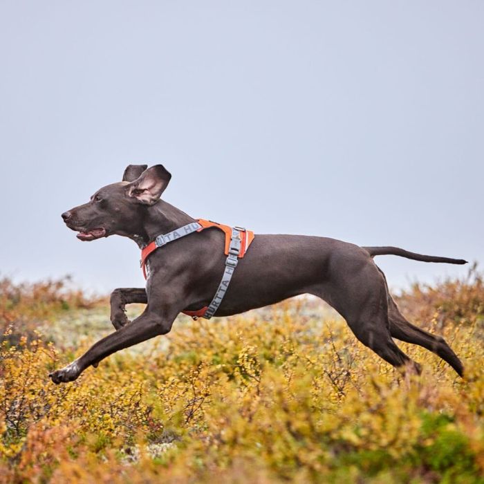 Шлейка для великих порід собак Hurtta Rover Harness Помаранчевий 65-80