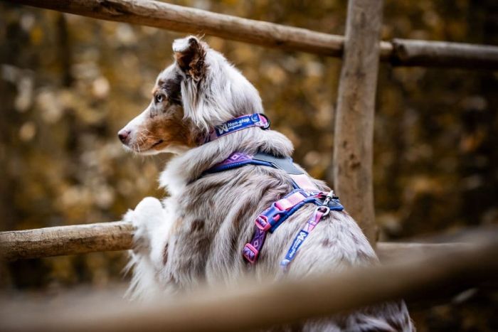Нашийник для собак Non-stop dogwear Trail quest collar RP signature edition Фіолетовий/рожевий M