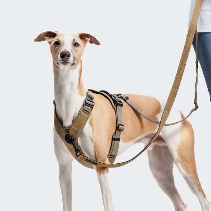 Y-подібна шлейка для собак Cloud7 Y-2 Harness AKTIV Сірий XS
