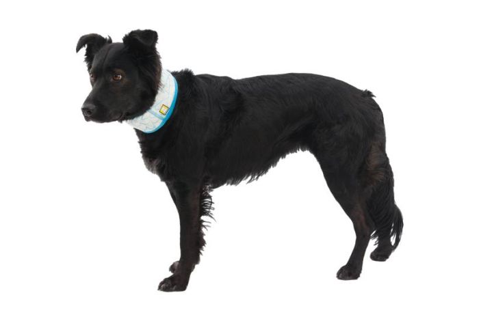 Охолоджуючий бафф на шию собаці Ruffwear Swamp Cooler™ Блакитний S