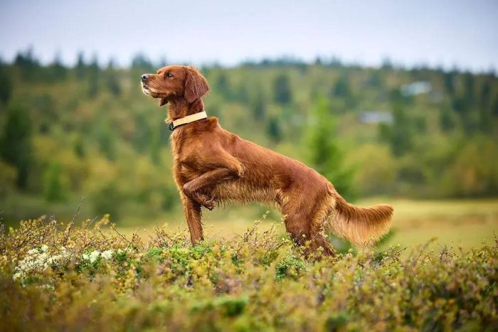 Нашийник для собак Protector Non-stop dogwear Помаранчевий 55