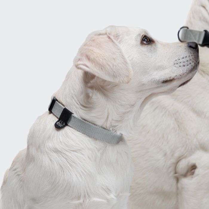 Повсякденний нашийник для собак Cloud7 Rescue Basic Сріблястий XL