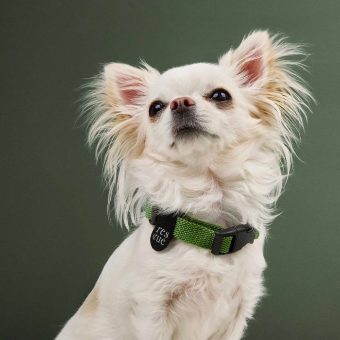 Повсякденний нашийник для собак Cloud7 Rescue Basic Зелений M