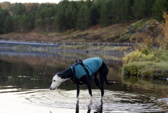 Флісовий пуловер для собак Non-stop dogwear Trail Quest Fleece Pullover Бірюзовий 33