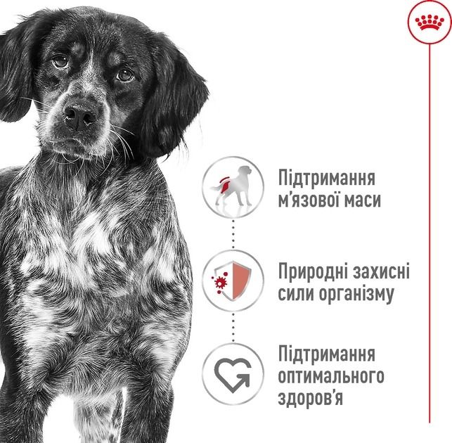 АКЦІЯ Royal Canin Medium Adult сухий корм для дорослих собак середніх порід старше 12 місяців 4 кг + миска в подорож 