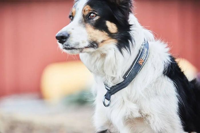 Нашийник для собак Cruise Non-stop dogwear Чорний M