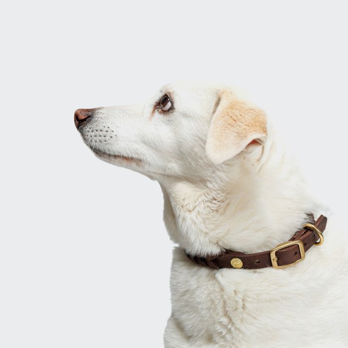 Нашийник для собак Cloud7 Central Park Коричневий XL