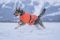 Куртка для собак Long distance + jacket Non-stop dogwear Помаранчевий S