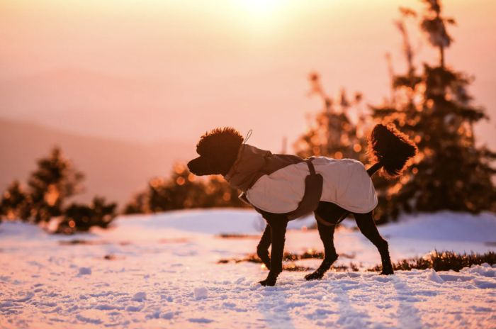 Зимова куртка для собак Glacier wool jacket 3.0 Non-stop dogwear Сірий 27