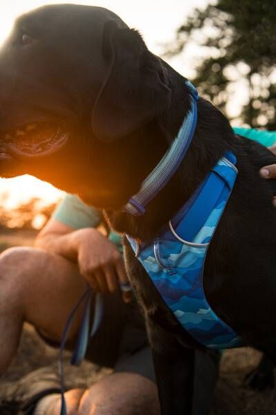 Повсякденна шлейка для собак Ruffwear Front Range® L/XL 81-107 см Синьо-блакитний