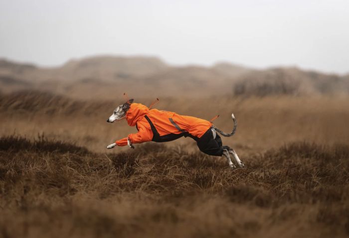 Комбінезон для собак Non-stop dogwear Fjord overall raincoat Помаранчевий 36