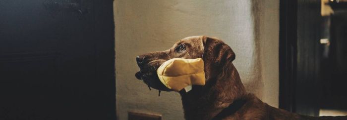 М'яка іграшка для собак з канатиком Beco Pets Кенгуру