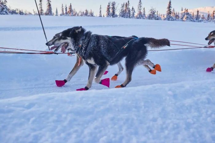 Нашийник для собак Polar Non-stop dogwear Чорний S