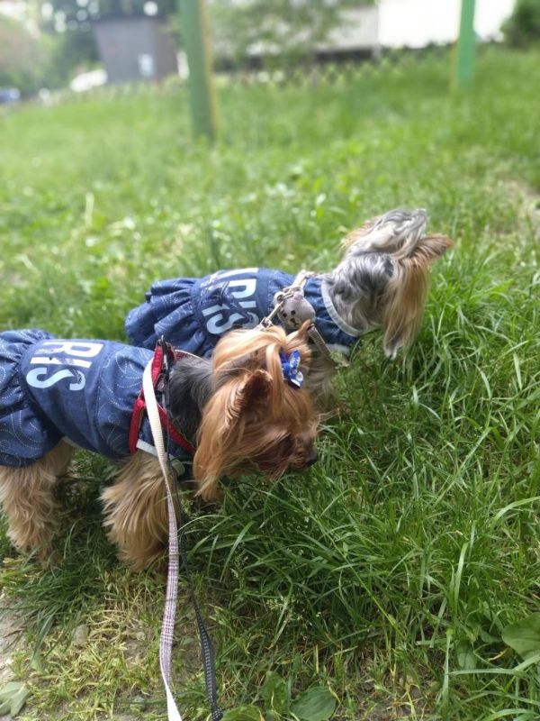 Париж плаття для собак дівчаток котон S1