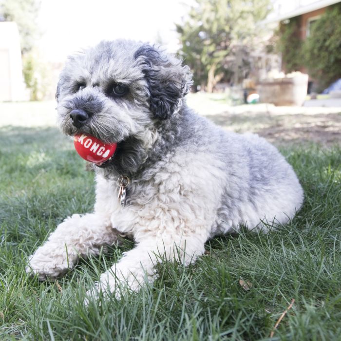 Іграшка для собак Kong Signature Balls 4 шт. S