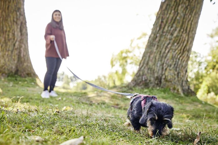 Прогулянковий повідець для собак Wolters Avanti Retracing з ручкою 5 м Чорний