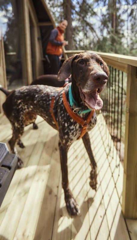 Анатомічна шлейка для собак Hurtta Casual Y-harness 60-70 Коричневий