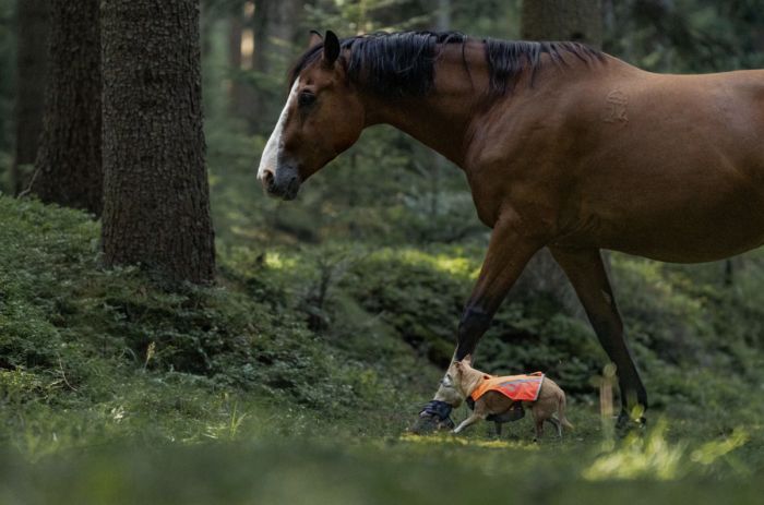 Жилет для собак Non-stop dogwear Protector vest 2.0 Помаранчевий XL