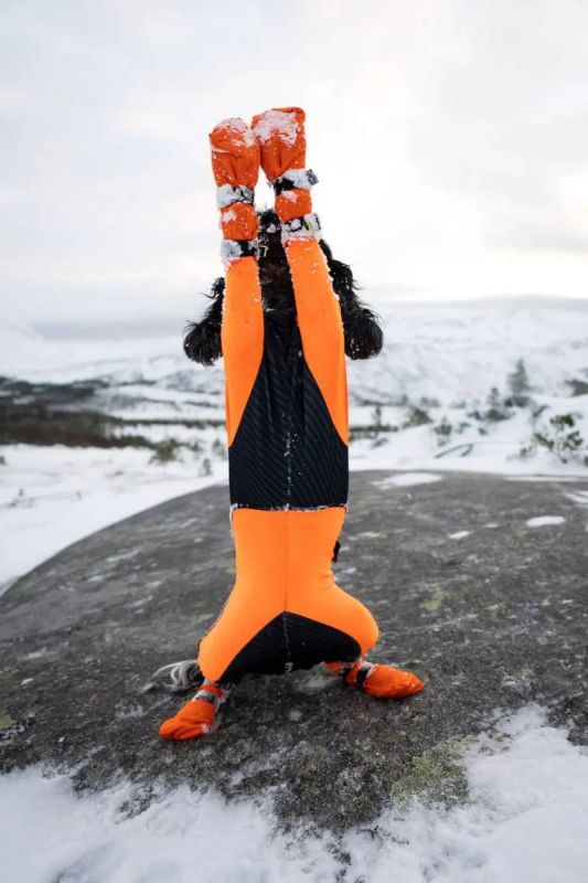 Високі черевики для собак Contact bootie high Non-stop dogwear Помаранчевий S 4 Шт.