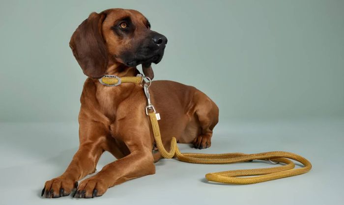 Повідець-канат перестібка вільні руки Wolters K2-Rope Programme 3 м / 9 мм Жовтий