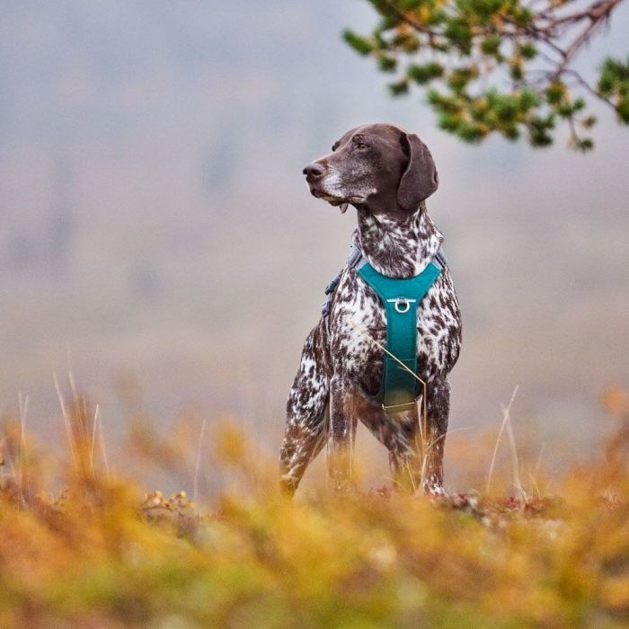 Шлейка для великих порід собак Hurtta Rover Harness Бірюзовий 45-60