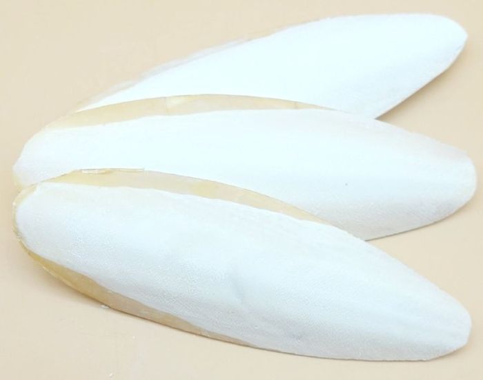 Сепія, 23-25 см 