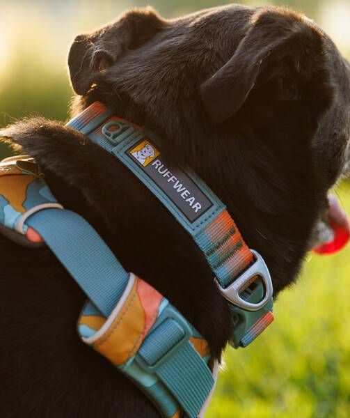 Повсякденна шлейка для собак Ruffwear Front Range M 69-81 см Бірюзово-оранжевий