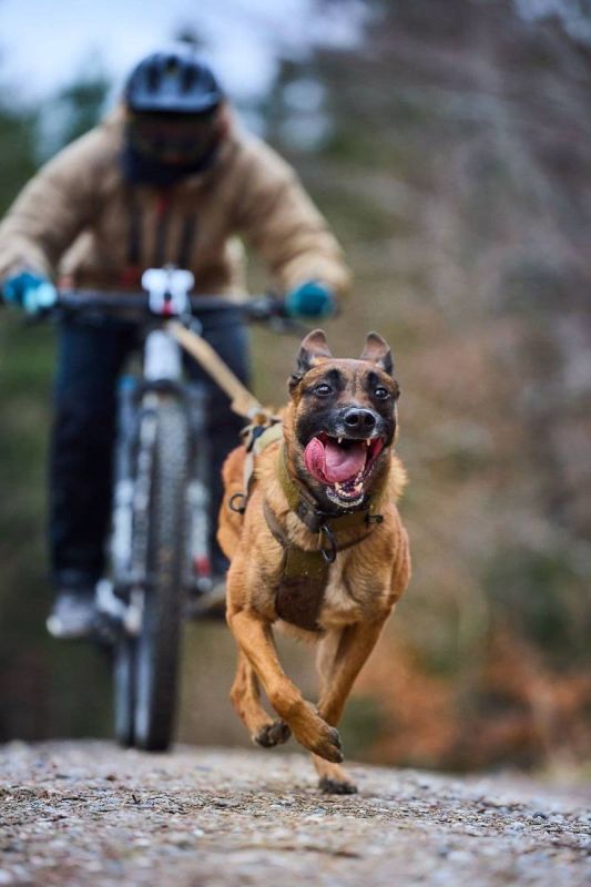 Шлейка для собак Freemotion harness WD Non-stop dogwear Оливковий 7