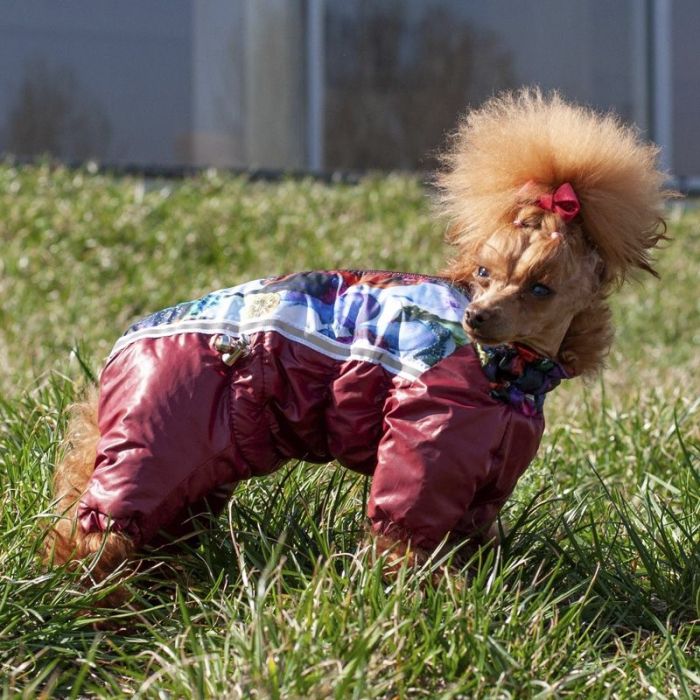 Комбінезон для собак хлопчиків мікс без капюшона на силіконі S2 пінчер