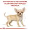 АКЦІЯ Royal Canin Chihuahua Puppy набір корму для цуценят 1,5 кг + 4 паучі 