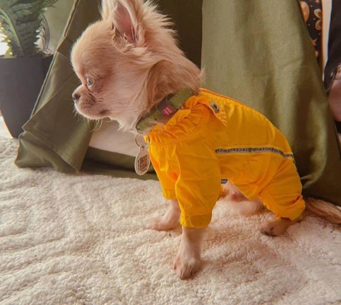 Мадрид дощовик для собак Dog Love жовтий без утеплювача S3