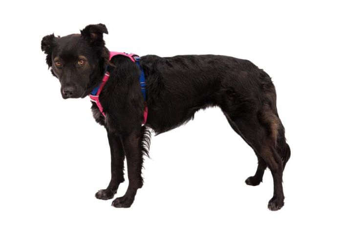 Полегшена шлейка для собак Ruffwear Hi & Light™ XS 43-56 см Малиновий