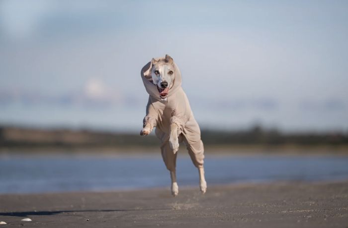 Комбінезон для собак Non-stop dogwear Trail quest fleece overall Бежевий 36