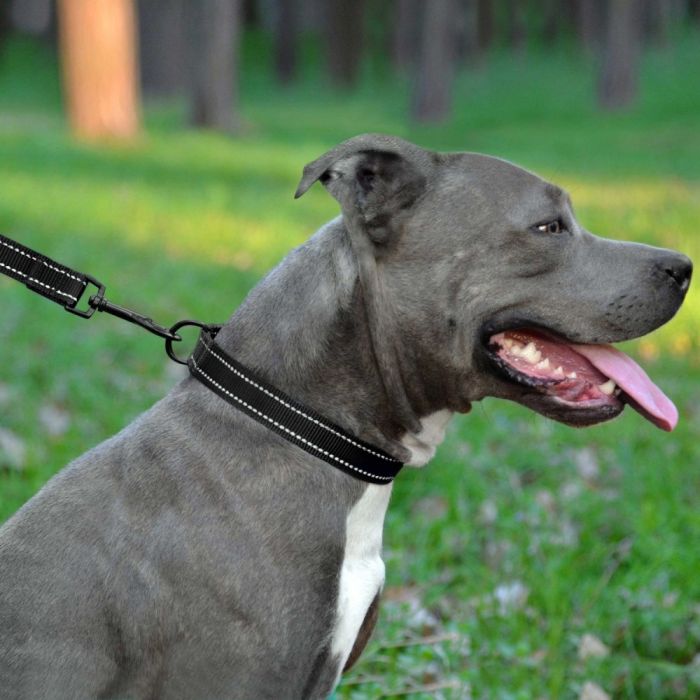 Повідець ACTIVE нейлоновий зі світловідображенням Чорний 152 см ширина 25ммдлина 152см